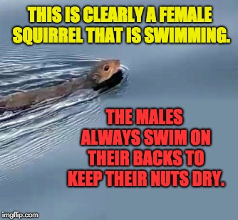 Swimming squirrel | THIS IS CLEARLY A FEMALE SQUIRREL THAT IS SWIMMING. THE MALES ALWAYS SWIM ON THEIR BACKS TO KEEP THEIR NUTS DRY. | image tagged in squirrel | made w/ Imgflip meme maker