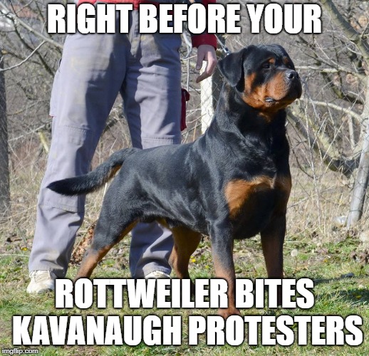 Polo von Hause Kigen | RIGHT BEFORE YOUR; ROTTWEILER BITES KAVANAUGH PROTESTERS | image tagged in polo von hause kigen | made w/ Imgflip meme maker
