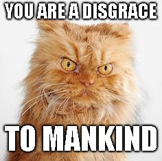 mean cat | YOU ARE A DISGRACE TO MANKIND | image tagged in mean cat | made w/ Imgflip meme maker