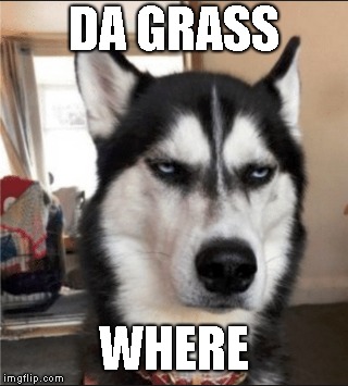 DA GRASS; WHERE | made w/ Imgflip meme maker
