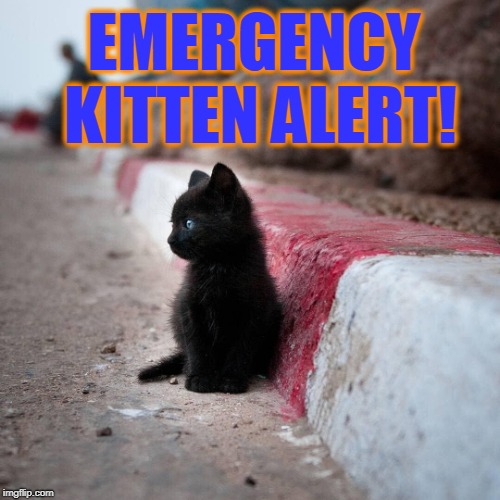For those times when you just gotta have a kitten! | EMERGENCY KITTEN ALERT! | image tagged in vince vance,cats,black cat,cute kittens,emergency | made w/ Imgflip meme maker