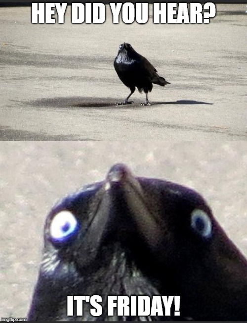 it's friday | HEY DID YOU HEAR? IT'S FRIDAY! | image tagged in insanity crow,it's friday | made w/ Imgflip meme maker