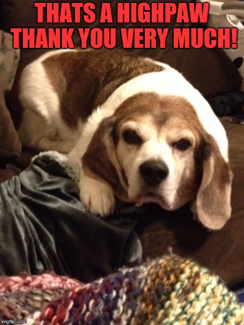 Grumpy Beagle | THATS A HIGHPAW THANK YOU VERY MUCH! | image tagged in grumpy beagle | made w/ Imgflip meme maker