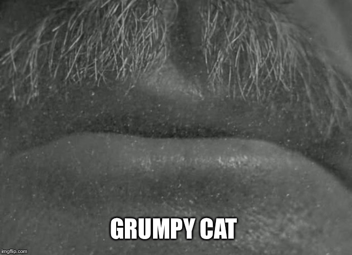 Rosebud | GRUMPY CAT | image tagged in rosebud | made w/ Imgflip meme maker