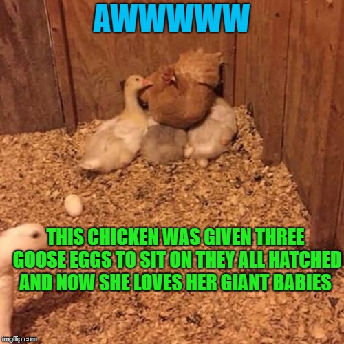 a mothers love | AWWWWW; THIS CHICKEN WAS GIVEN THREE GOOSE EGGS TO SIT ON THEY ALL HATCHED AND NOW SHE LOVES HER GIANT BABIES | image tagged in chicken,goose | made w/ Imgflip meme maker