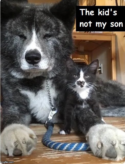 Hey...Billie Jean | image tagged in dogs,cats,dogs and cats,michael jackson | made w/ Imgflip meme maker