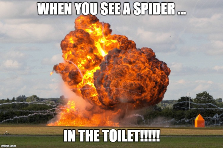 OOOOOOF | WHEN YOU SEE A SPIDER ... IN THE TOILET!!!!! | image tagged in spider,toilet | made w/ Imgflip meme maker