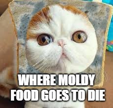 Moldy Bread Cat | WHERE MOLDY FOOD GOES TO DIE | image tagged in moldy bread cat | made w/ Imgflip meme maker