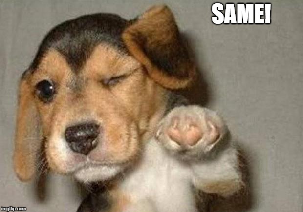 Winking Dog | SAME! | image tagged in winking dog | made w/ Imgflip meme maker