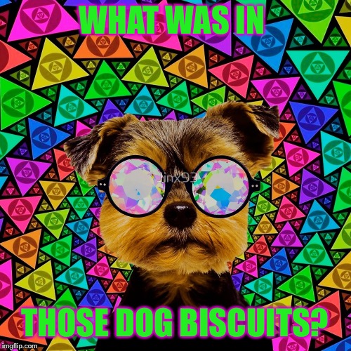 WHAT WAS IN THOSE DOG BISCUITS? | made w/ Imgflip meme maker