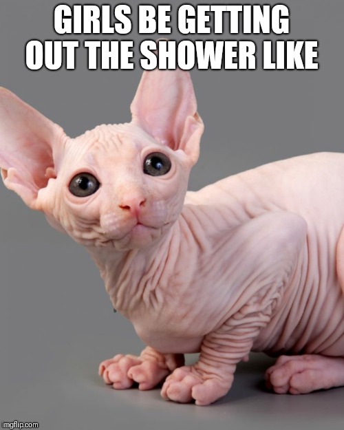 Kats | GIRLS BE GETTING OUT THE SHOWER LIKE | image tagged in wrong neighboorhood cats | made w/ Imgflip meme maker