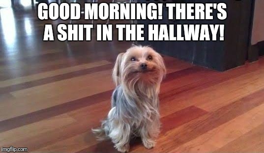 Good morning | GOOD MORNING! THERE'S A SHIT IN THE HALLWAY! | image tagged in good morning,funny dogs,there's a shit in the hallway | made w/ Imgflip meme maker