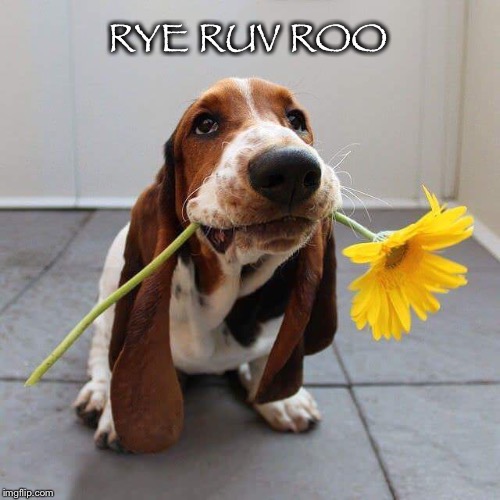 Matters of the ❤️  | RYE RUV ROO | image tagged in dog,flower,hound,i love you | made w/ Imgflip meme maker