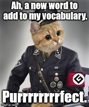Grammar Nazi Cat loves to learn new words. Teach him some! The only rule is they must be real words from a dictionary. | Ah, a new word to add to my vocabulary. Purrrrrrrrfect. | image tagged in grammar nazi cat,vocabulary | made w/ Imgflip meme maker