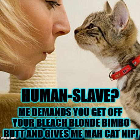 ME DEMANDS YOU GET OFF YOUR BLEACH BLONDE BIMBO BUTT AND GIVES ME MAH CAT NIP! HUMAN-SLAVE? | image tagged in laying down the law | made w/ Imgflip meme maker