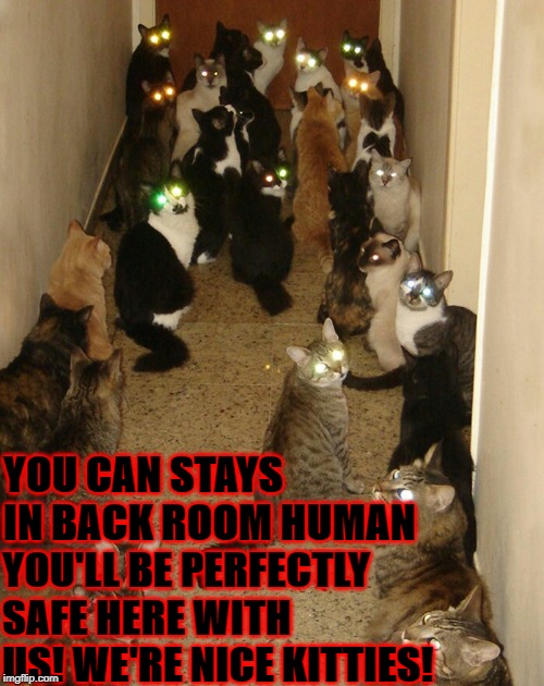 RISKY DECISION | YOU CAN STAYS IN BACK ROOM HUMAN; YOU'LL BE PERFECTLY SAFE HERE WITH US! WE'RE NICE KITTIES! | image tagged in risky decision | made w/ Imgflip meme maker