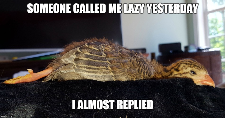 SOMEONE CALLED ME LAZY YESTERDAY; I ALMOST REPLIED | image tagged in lazy | made w/ Imgflip meme maker