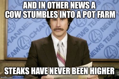 Ron Burgundy | AND IN OTHER NEWS A COW STUMBLES INTO A POT FARM; STEAKS HAVE NEVER BEEN HIGHER | image tagged in memes,ron burgundy | made w/ Imgflip meme maker