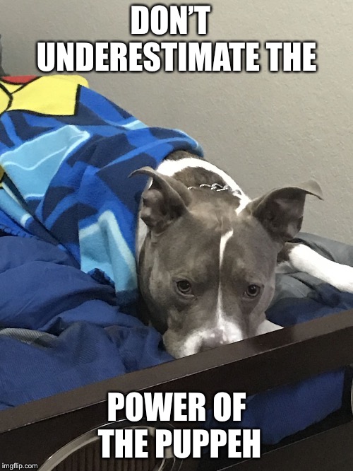 DON’T   UNDERESTIMATE THE; POWER OF THE PUPPEH | image tagged in poncho puppeh | made w/ Imgflip meme maker