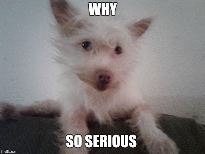 WHY; SO SERIOUS | image tagged in cute,cute dog | made w/ Imgflip meme maker