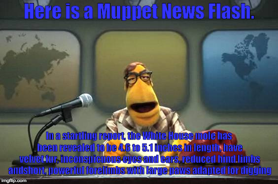 Muppet News Flash | Here is a Muppet News Flash. In a startling report, the White House mole has been revealed to be 4.6 to 5.1 inches in length, have velvet fur, inconspicuous eyes and ears, reduced hind limbs andshort, powerful forelimbs with large paws adapted for digging | image tagged in muppet news flash | made w/ Imgflip meme maker