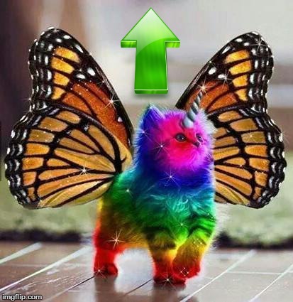 Rainbow unicorn butterfly kitten | image tagged in rainbow unicorn butterfly kitten | made w/ Imgflip meme maker