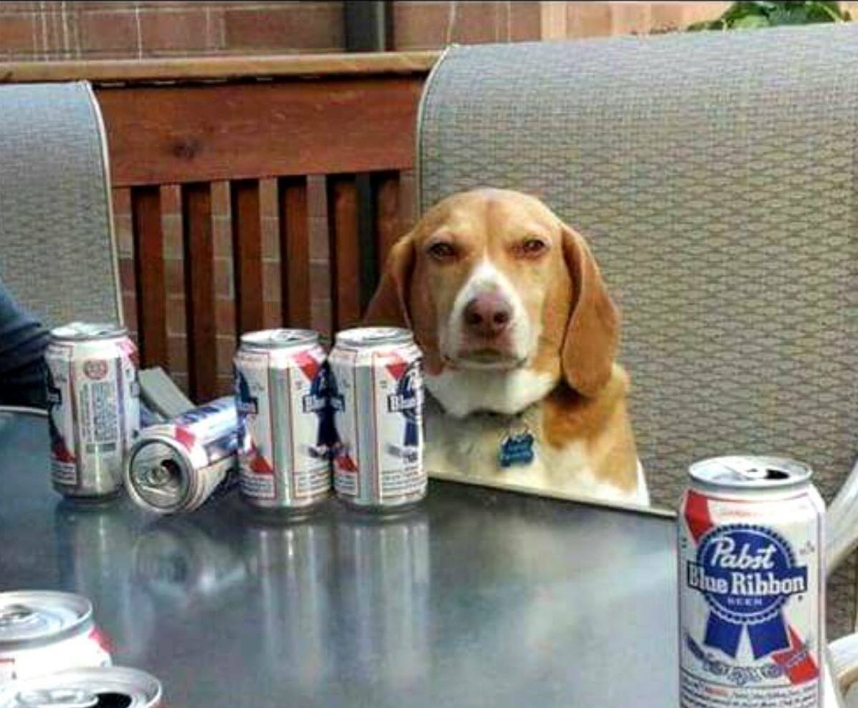 High Quality beer dog Blank Meme Template