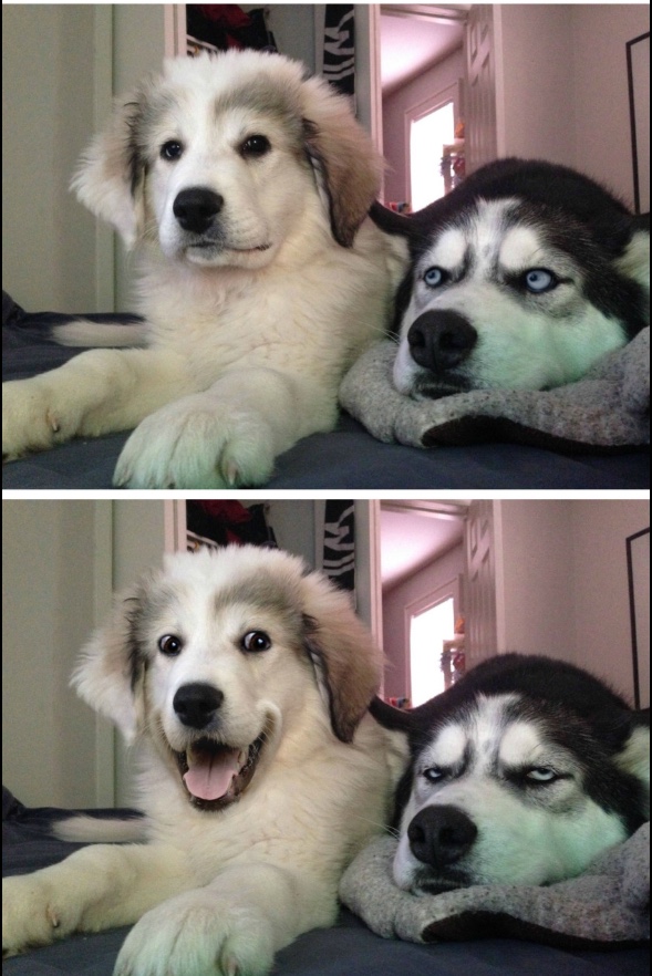 High Quality Bad joke huskies Blank Meme Template