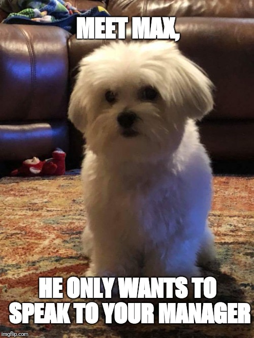 Max the dog | MEET MAX, HE ONLY WANTS TO SPEAK TO YOUR MANAGER | image tagged in manager dog | made w/ Imgflip meme maker