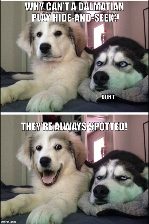 Bad joke huskies | WHY CAN’T A DALMATIAN PLAY HIDE-AND-SEEK? DON’T; THEY’RE ALWAYS SPOTTED! | image tagged in bad joke huskies | made w/ Imgflip meme maker