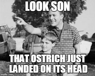 Look Son Meme | LOOK SON THAT OSTRICH JUST LANDED ON ITS HEAD | image tagged in memes,look son | made w/ Imgflip meme maker