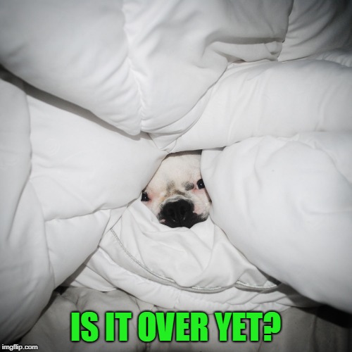 DOG HIDING UNDER THE COVERS | IS IT OVER YET? | image tagged in dog hiding under the covers | made w/ Imgflip meme maker
