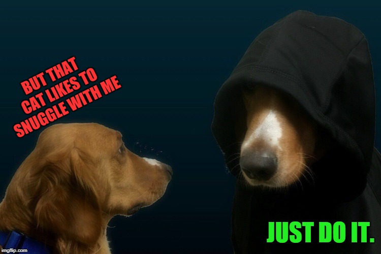 Evil dog | BUT THAT CAT LIKES TO SNUGGLE WITH ME JUST DO IT. | image tagged in evil dog | made w/ Imgflip meme maker