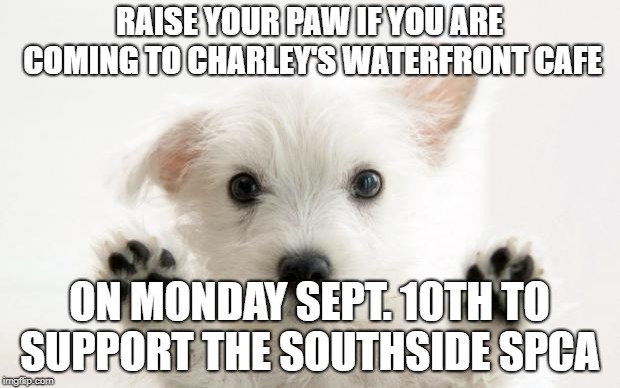 cute dog | RAISE YOUR PAW IF YOU ARE COMING TO CHARLEY'S WATERFRONT CAFE; ON MONDAY SEPT. 10TH TO SUPPORT THE SOUTHSIDE SPCA | image tagged in cute dog | made w/ Imgflip meme maker