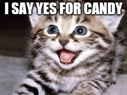 happy cat | I SAY YES FOR CANDY | image tagged in happy cat | made w/ Imgflip meme maker