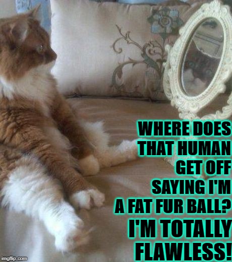 WHERE DOES THAT HUMAN GET OFF SAYING I'M A FAT FUR BALL? I'M TOTALLY FLAWLESS! | image tagged in flawless | made w/ Imgflip meme maker