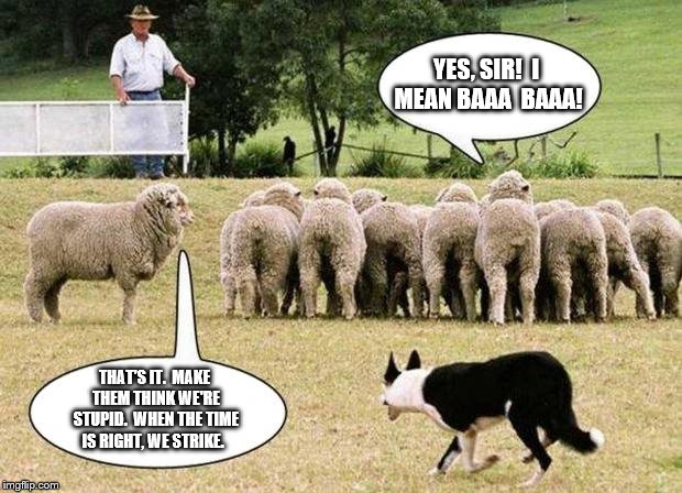 Sheep Effect | YES, SIR!  I MEAN BAAA  BAAA! THAT'S IT.  MAKE THEM THINK WE'RE STUPID.  WHEN THE TIME IS RIGHT, WE STRIKE. | image tagged in sheep effect | made w/ Imgflip meme maker