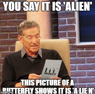 Maury Lie Detector Meme | YOU SAY IT IS 'ALIEN' THIS PICTURE OF A BUTTERFLY SHOWS IT IS 'A LIE N' | image tagged in memes,maury lie detector | made w/ Imgflip meme maker