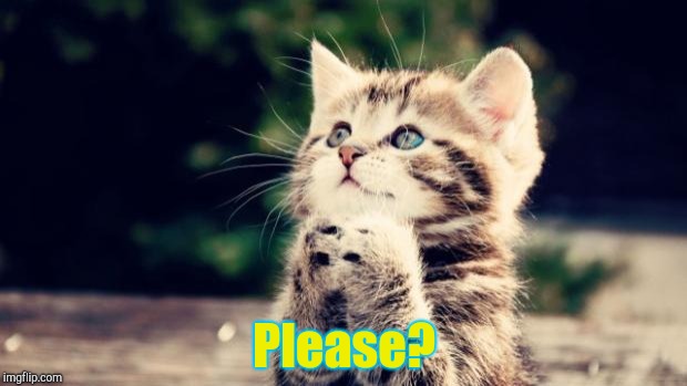 Cute kitten | Please? | image tagged in cute kitten | made w/ Imgflip meme maker