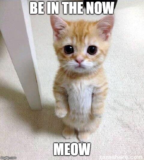 Cute Cat | BE IN THE NOW; MEOW | image tagged in memes,cute cat | made w/ Imgflip meme maker