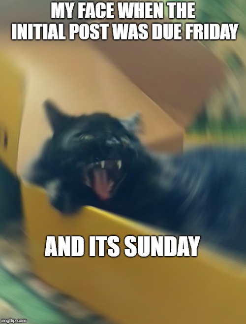 MY FACE WHEN THE INITIAL POST WAS DUE FRIDAY; AND ITS SUNDAY | image tagged in cat | made w/ Imgflip meme maker