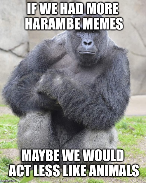 Harambe | IF WE HAD MORE HARAMBE MEMES; MAYBE WE WOULD ACT LESS LIKE ANIMALS | image tagged in harambe | made w/ Imgflip meme maker