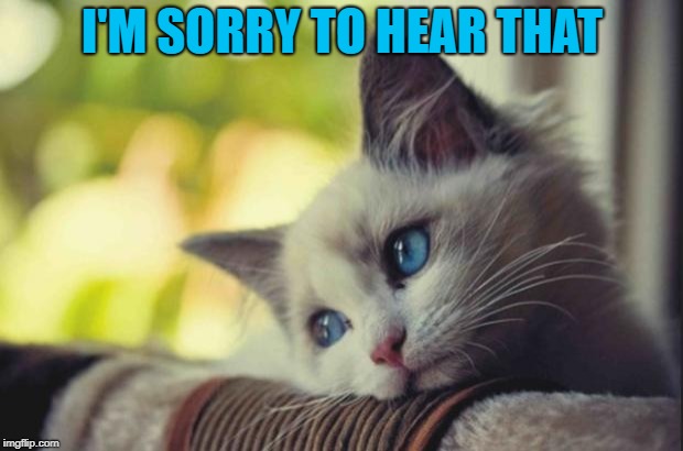 Sad cat | I'M SORRY TO HEAR THAT | image tagged in sad cat | made w/ Imgflip meme maker