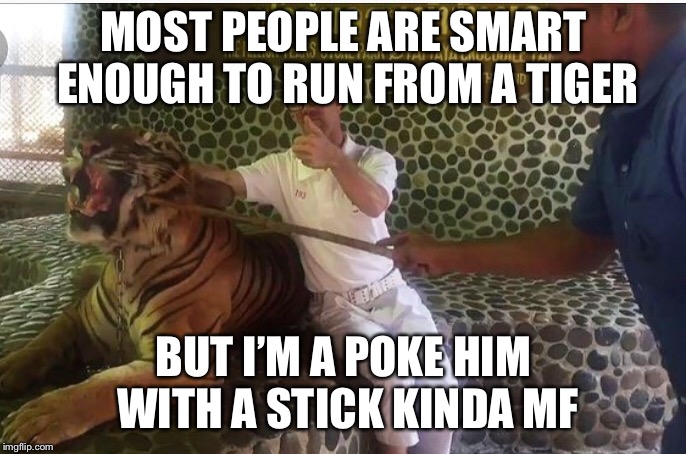 Tiger | MOST PEOPLE ARE SMART ENOUGH TO RUN FROM A TIGER; BUT I’M A POKE HIM WITH A STICK KINDA MF | image tagged in tiger,funny memes | made w/ Imgflip meme maker