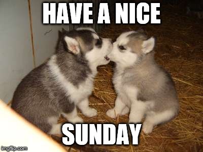 Cute Puppies | HAVE A NICE; SUNDAY | image tagged in memes,cute puppies | made w/ Imgflip meme maker
