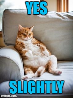Lazy cat | YES SLIGHTLY | image tagged in lazy cat | made w/ Imgflip meme maker