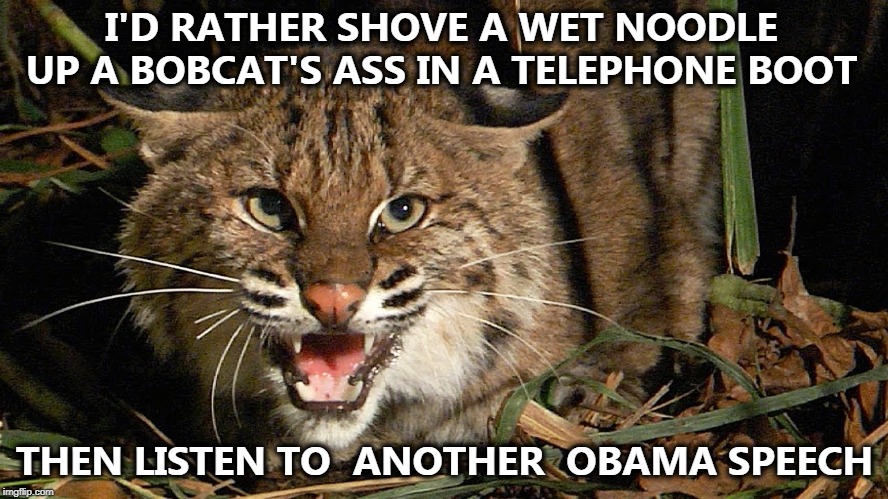 Obama | I'D RATHER SHOVE A WET NOODLE UP A BOBCAT'S ASS IN A TELEPHONE BOOT; THEN LISTEN TO
 ANOTHER 
OBAMA SPEECH | image tagged in bobcat | made w/ Imgflip meme maker