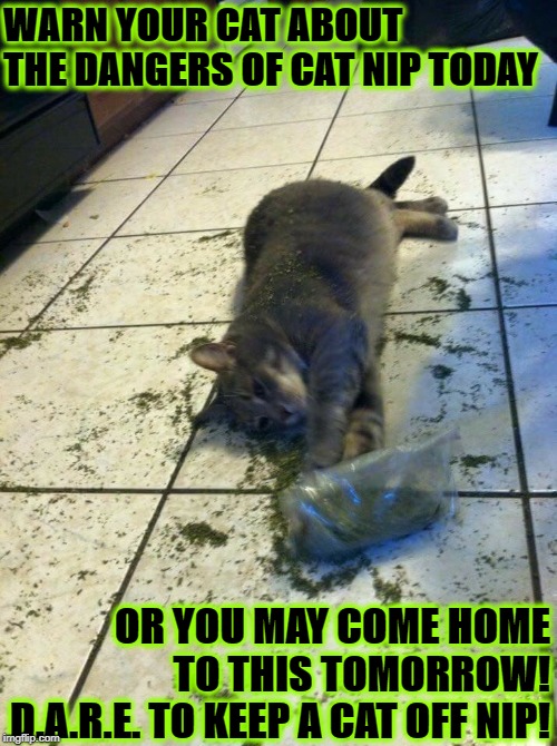 WARN YOUR CAT ABOUT THE DANGERS OF CAT NIP TODAY; OR YOU MAY COME HOME TO THIS TOMORROW! D.A.R.E. TO KEEP A CAT OFF NIP! | image tagged in warn them today | made w/ Imgflip meme maker