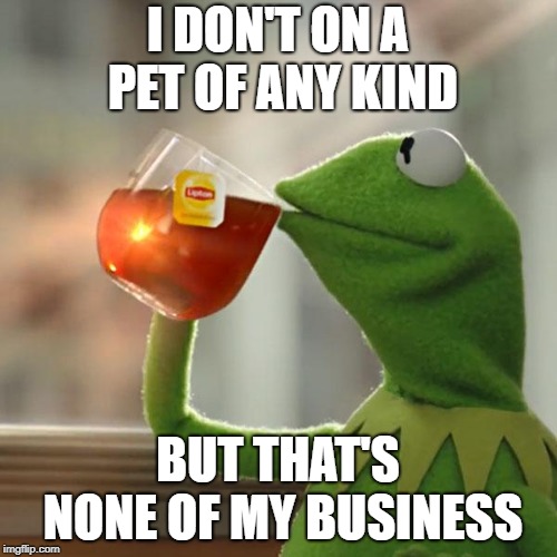 But That's None Of My Business Meme | I DON'T ON A PET OF ANY KIND BUT THAT'S NONE OF MY BUSINESS | image tagged in memes,but thats none of my business,kermit the frog | made w/ Imgflip meme maker