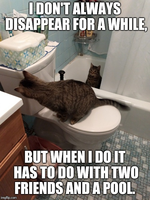 Cats and number 2 | I DON'T ALWAYS DISAPPEAR FOR A WHILE, BUT WHEN I DO IT HAS TO DO WITH TWO FRIENDS AND A POOL. | image tagged in funny cats | made w/ Imgflip meme maker